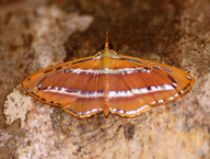 zavíječ (Lepidoptera: Pyralidae; Západní Papua, Indonézie)